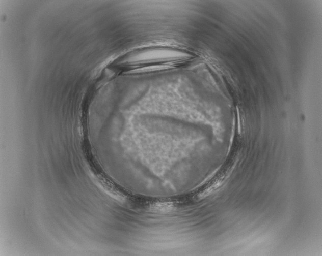 X0000071860252200607290204