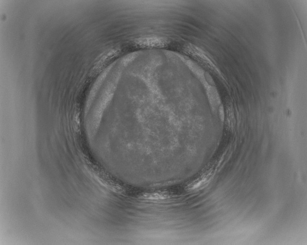 X0000071860259200607290204