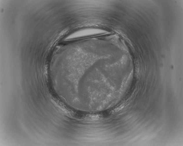 X0000071860260200607290204