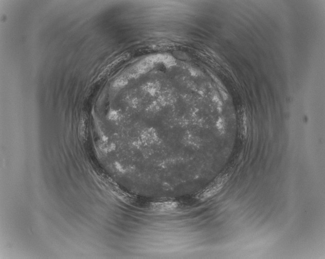 X0000071860266200607290204