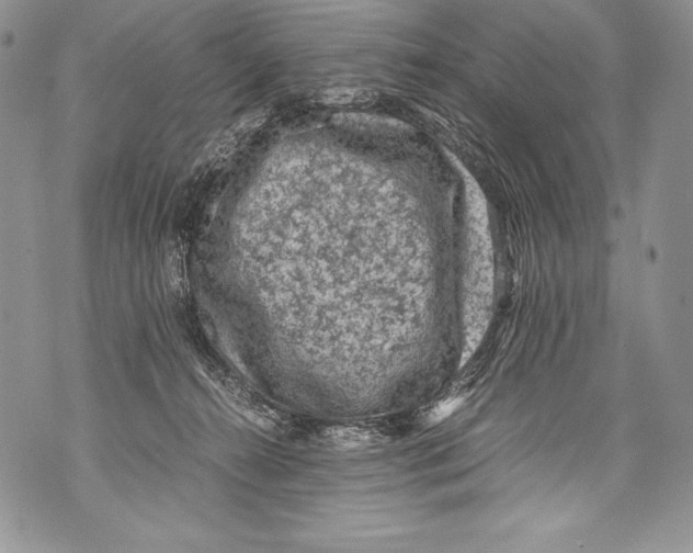 X0000071860272200607290205