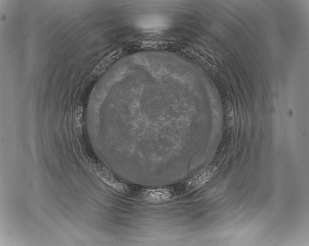 X0000071860275200607290205