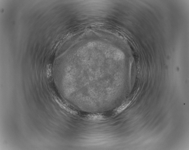 X0000071860284200607290205