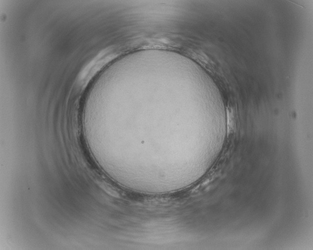 X0000071860291200607290204