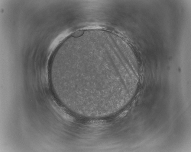 X0000071860296200607290204