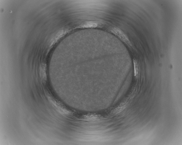 X0000071860300200607290204