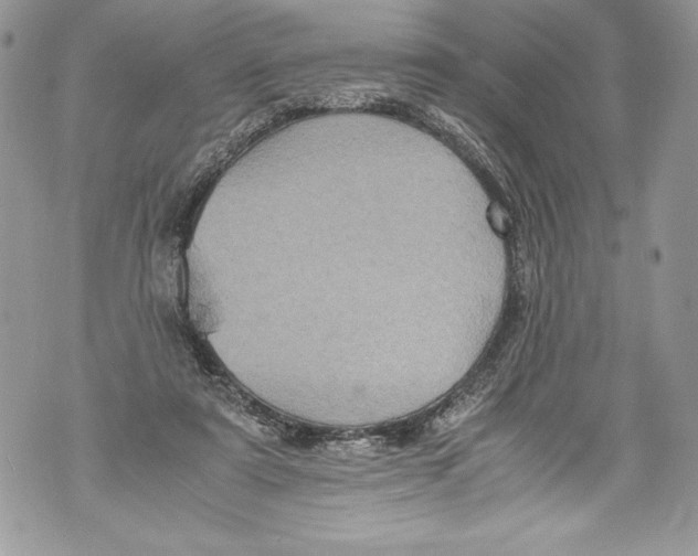 X0000071860307200607290204