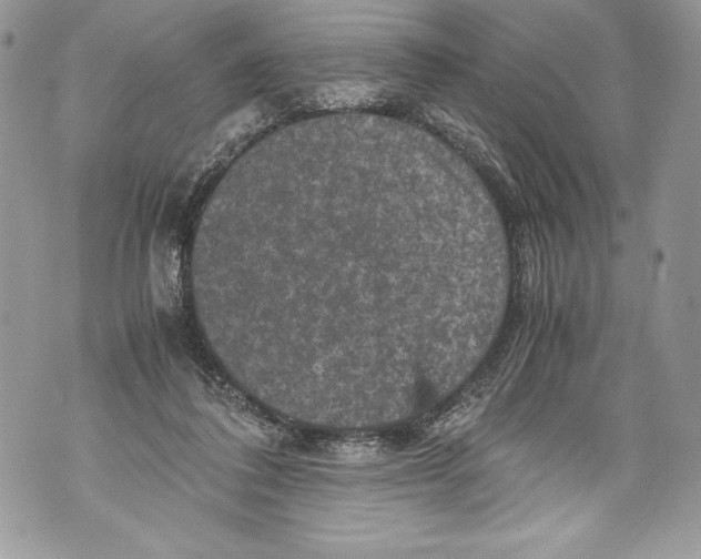 X0000071860308200607290204