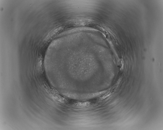 X0000071860314200607290204