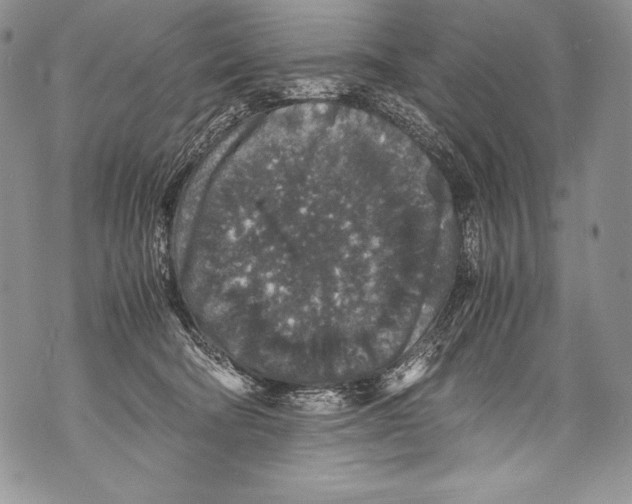 X0000071860322200607290204