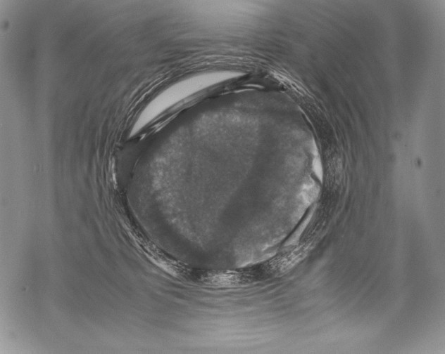 X0000071860325200607290203