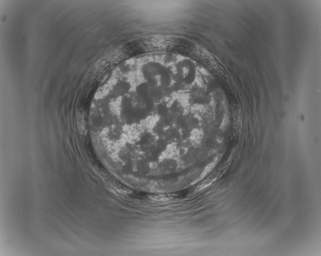 X0000071860331200607290203