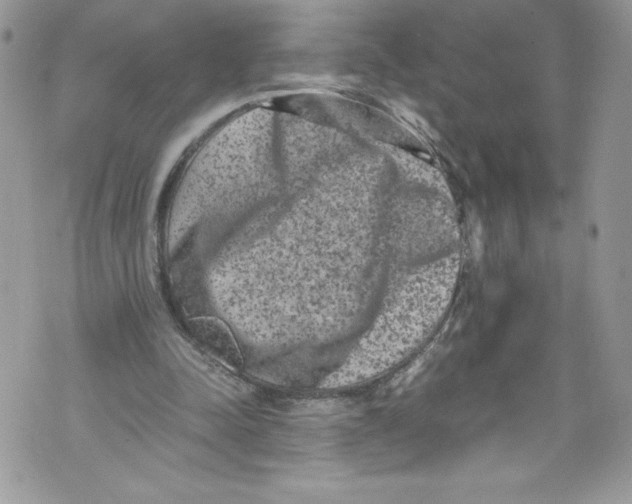 X0000071860342200607290203