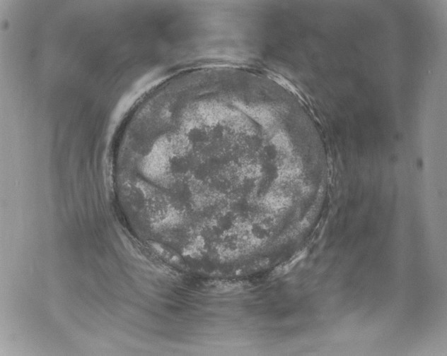 X0000071860343200607290203