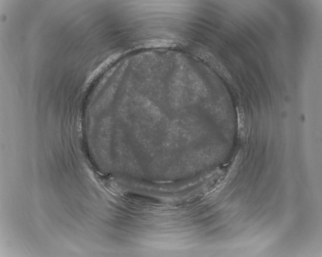 X0000071860348200607290203