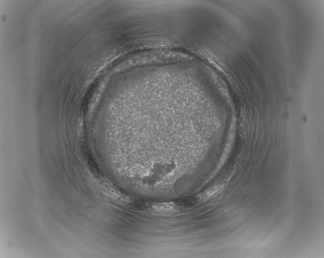 X0000071860355200607290203