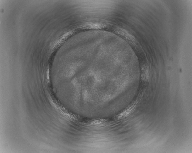 X0000071860358200607290203