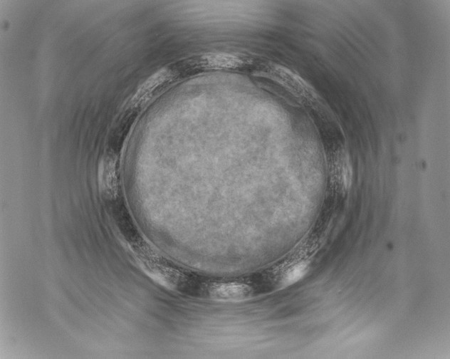 X0000071860360200607290203