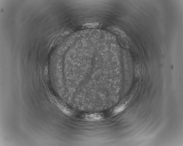 X0000071860365200607290203