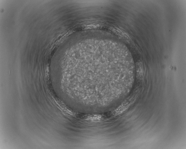 X0000071860369200607290203