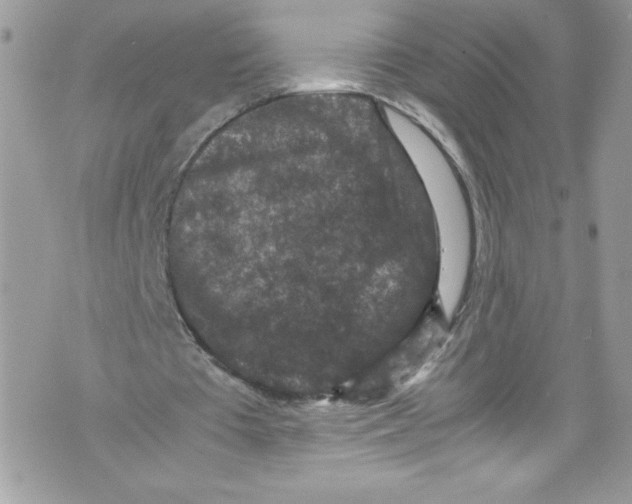 X0000071860385200607290202