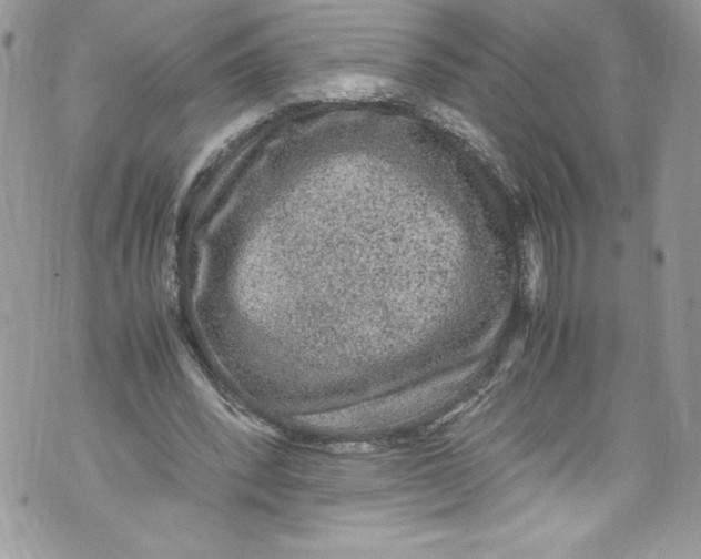 X0000071860392200607290202