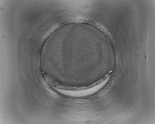 X0000071860393200607290202