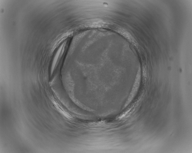 X0000071860397200607290202