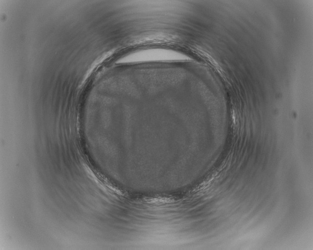 X0000071860400200607290202