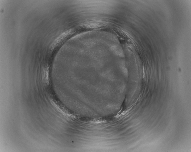 X0000071860404200607290202