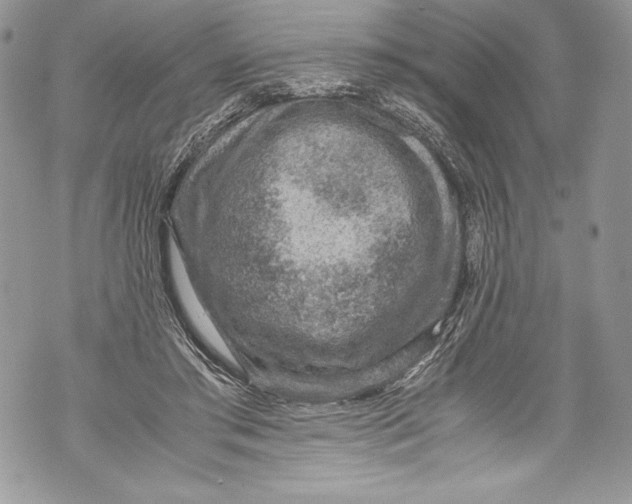 X0000071860405200607290202