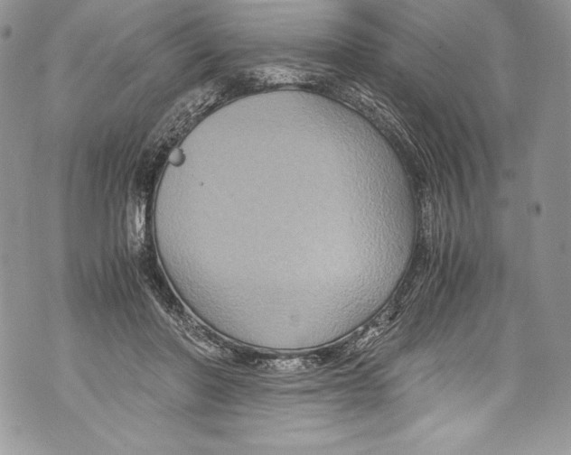 X0000071860406200607290202