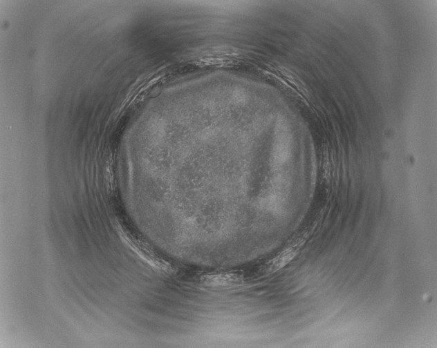 X0000071860408200607290202