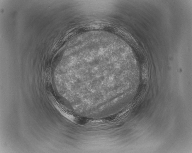 X0000071860409200607290202