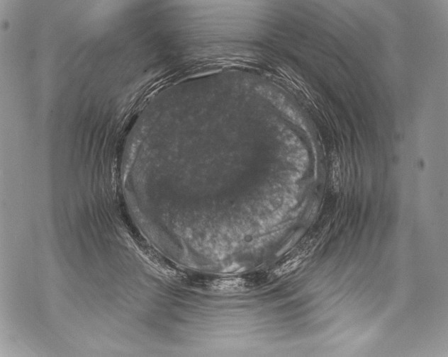 X0000071860410200607290202