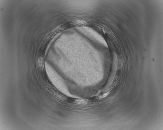 X0000071860425200607290202