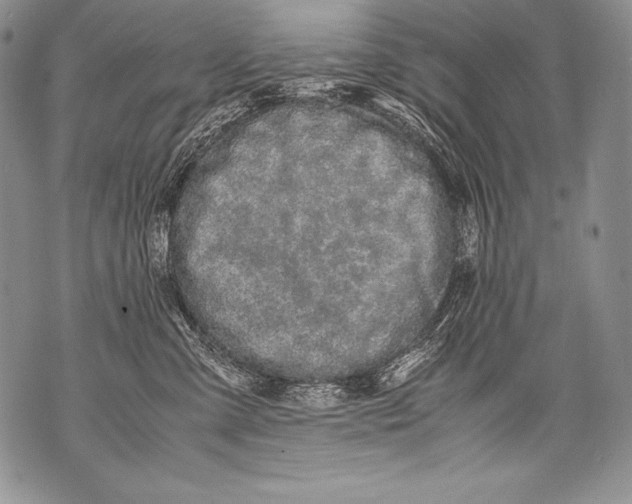 X0000071860427200607290202