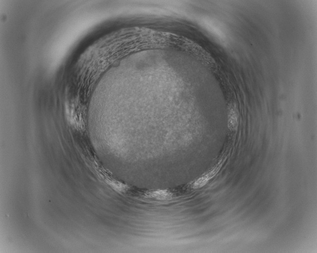 X0000071860431200607290202