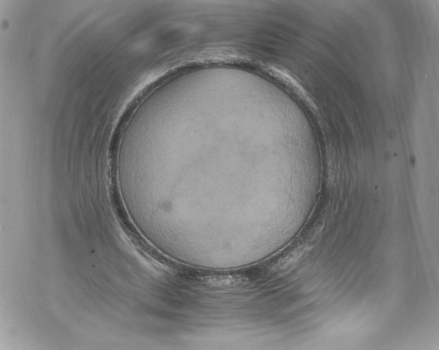 X0000071860439200607290201