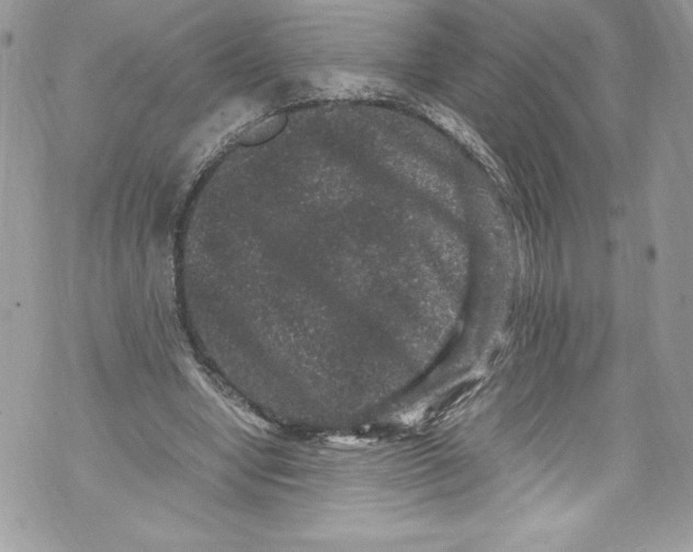 X0000071860442200607290201