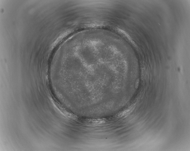 X0000071860443200607290201