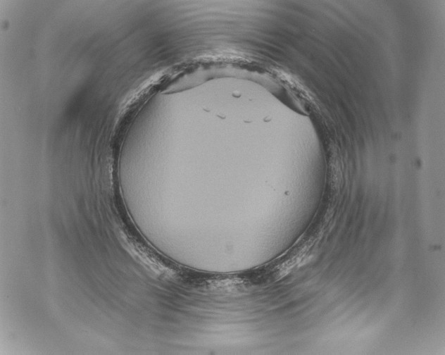 X0000071860446200607290201