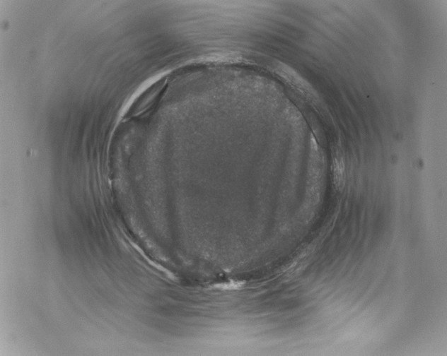 X0000071860484200607290201