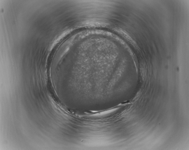 X0000071860488200607290201