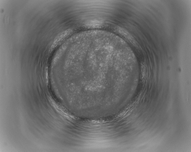 X0000071860494200607290201