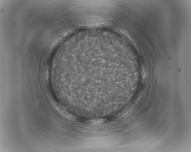 X0000071860495200607290201