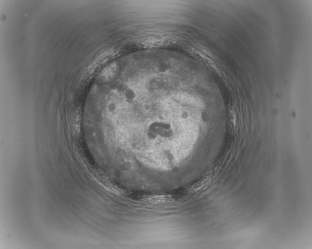 X0000071860499200607290201