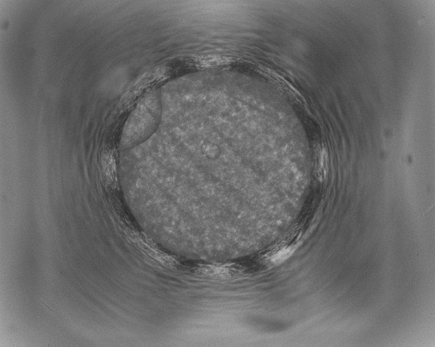 X0000071860523200607290200