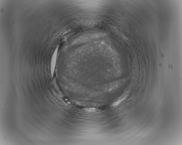 X0000071860528200607290200