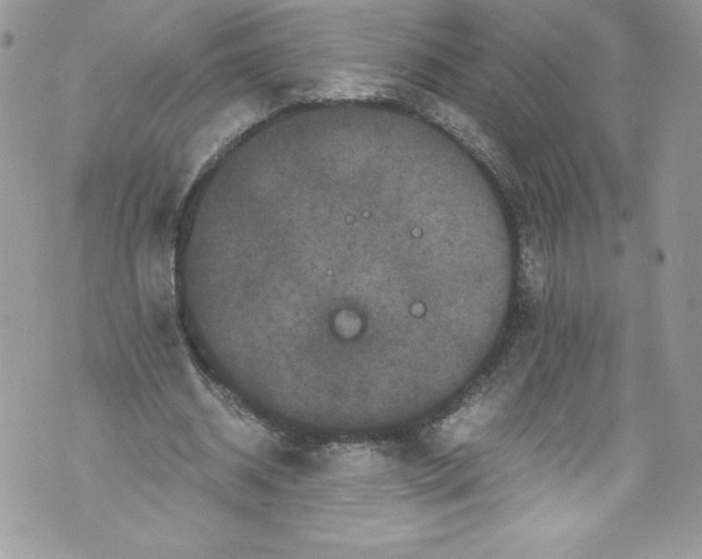 X0000071860534200607290159